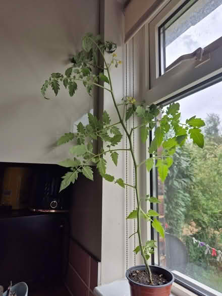 Photo of free Tomato plant (Swanley BR8) #1