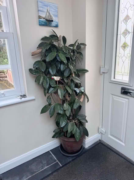 Photo of free Four Large Houseplants (Gerrans TR2) #2
