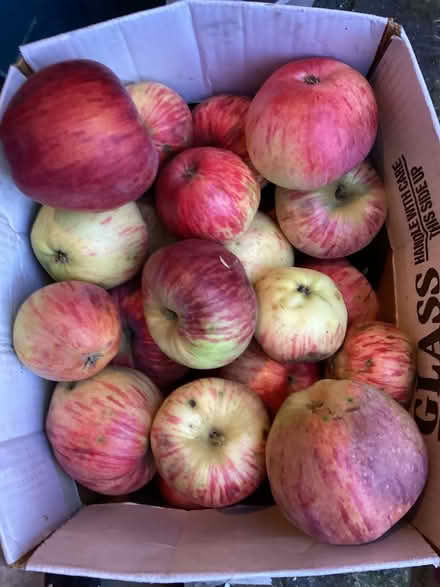 Photo of free Gravenstein apples (Kirkland) #1