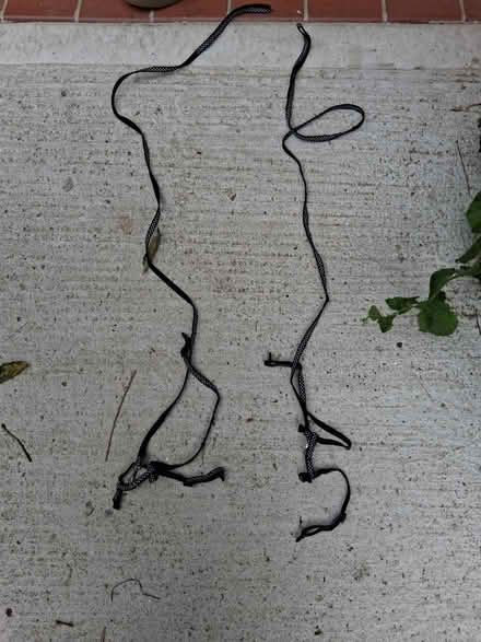 Photo of free 2x kitten leads (Coxheath ME17) #1