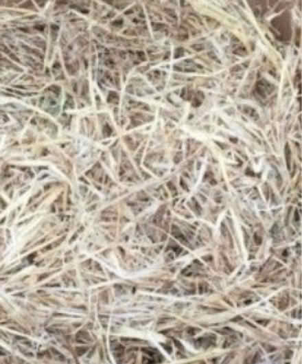 Photo of Straw or Hay (Bushby LE7) #1