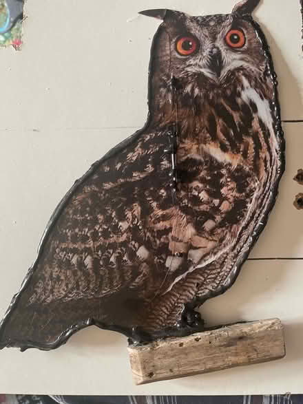 Photo of free Nuisance bird deterrents (Clayton brook PR5 8) #2