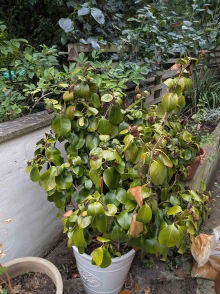 Photo of free Camilia Plant (South Gosforth NE3) #2