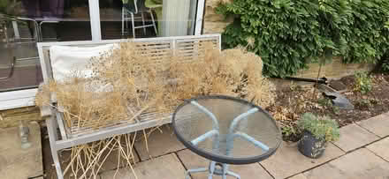 Photo of free Allium heads (Millthorpe S18) #2