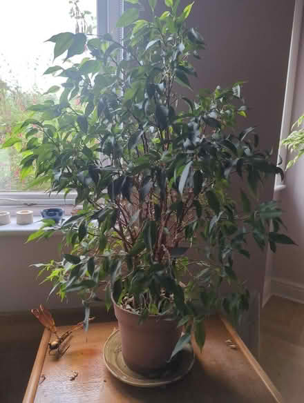 Photo of free Houseplant (Penrith CA11) #1