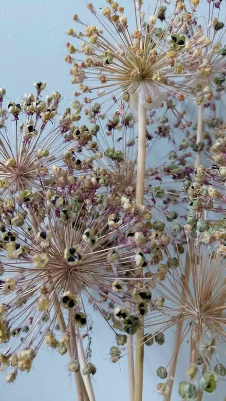 Photo of free Dried flowers (Sheffield S12) #2