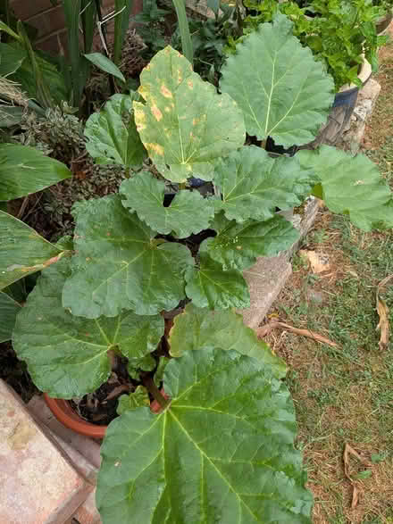 Photo of free Rhubarb plants x 5 (Castlepoint BH8) #1