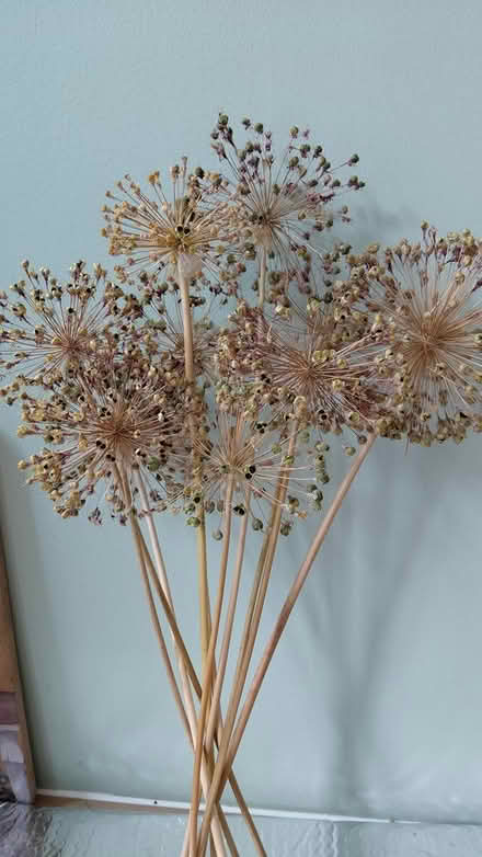 Photo of free Dried flowers (Sheffield S12) #1