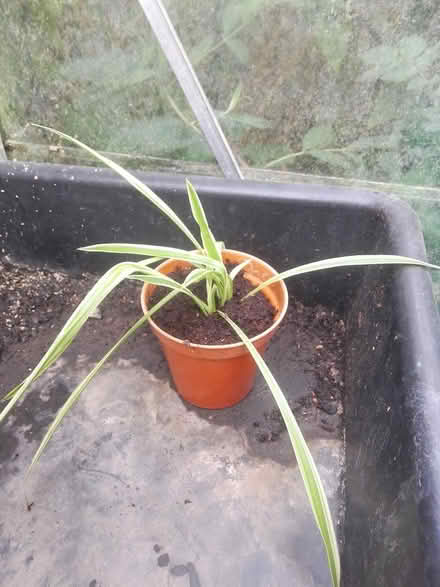 Photo of free Spider plant (Killamarsh S21) #1