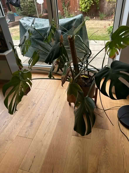 Photo of free Cheese plant (Ascot SL5) #3