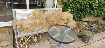 Photo of free Allium heads (Millthorpe S18) #1