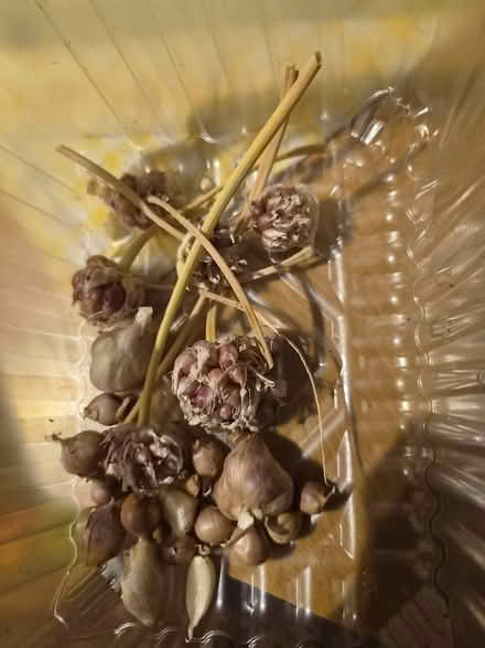 Photo of free Garlic bulbils (Shirley CR0) #2