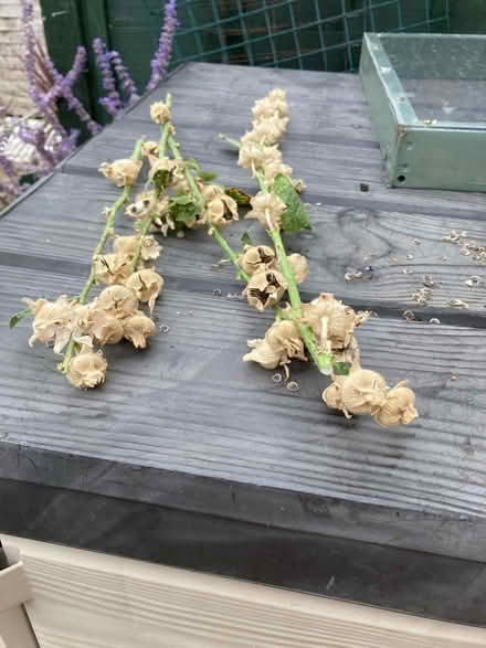 Photo of free Hollyhock seeds (Letchworth wilbury SG6) #1