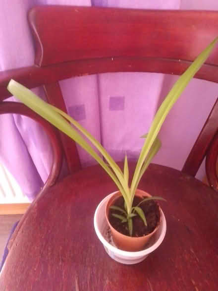 Photo of free All green leaves spider plant (Killamarsh S21) #1