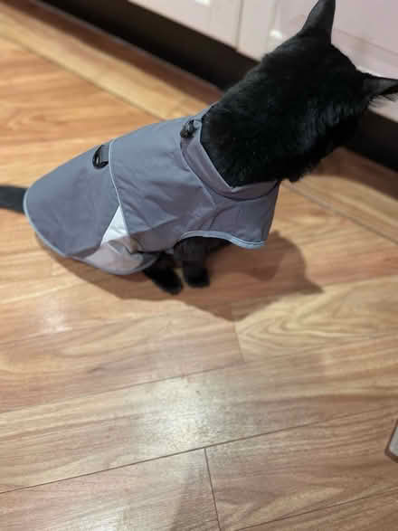 Photo of free dog/cat coat (Sole Street DA13) #1