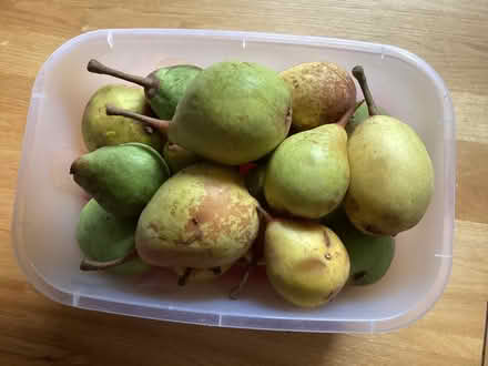 Photo of free Windfall pears (Charminster BH8) #1
