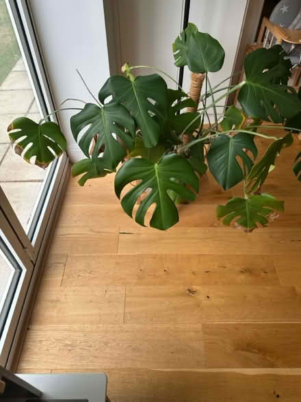 Photo of free Cheese plant (Ascot SL5) #2