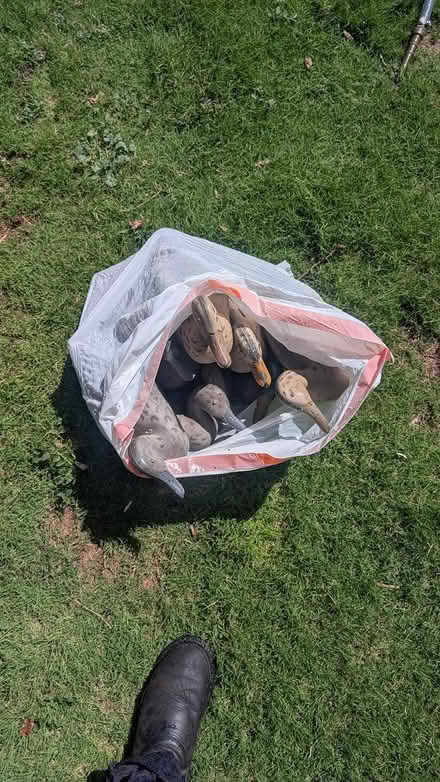Photo of free bag of ducks (Barnum West) #1