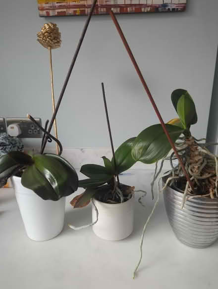 Photo of free Three orchid house plants (Penrith CA11) #1