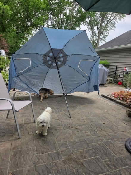Photo of free Sportbrella (Shrewsbury) #2