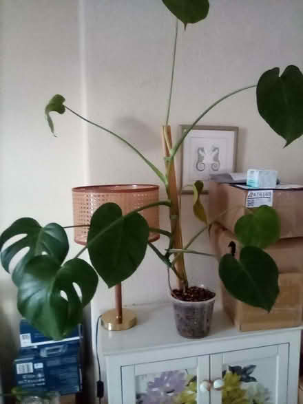 Photo of free Plant (Riverside FK8) #1