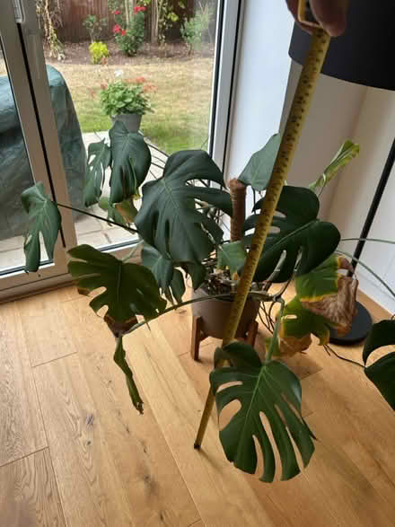 Photo of free Cheese plant (Ascot SL5) #1