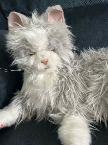 Photo of free Comfort Cat (Upper Chichester) #2