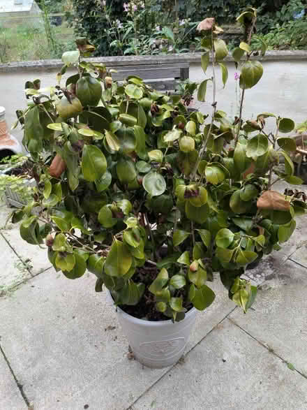 Photo of free Camilia Plant (South Gosforth NE3) #1