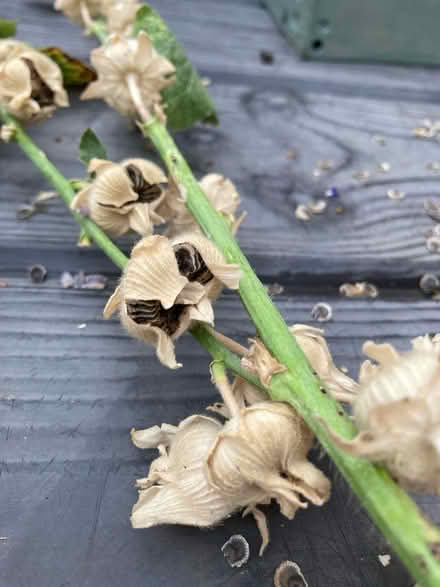 Photo of free Hollyhock seeds (Letchworth wilbury SG6) #2