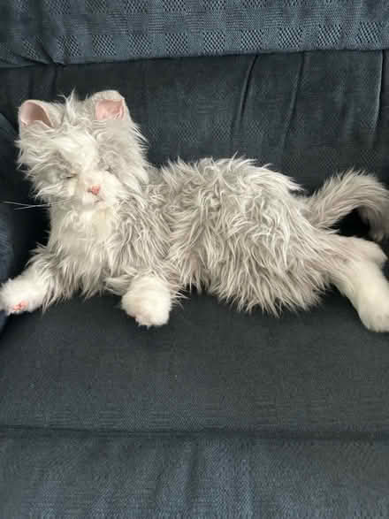 Photo of free Comfort Cat (Upper Chichester) #1