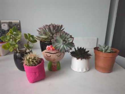 Photo of free Four succulents and a cactus (Penrith CA11) #1