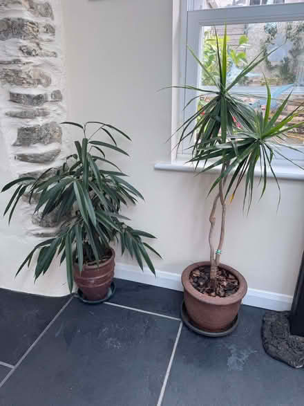 Photo of free Four Large Houseplants (Gerrans TR2) #1