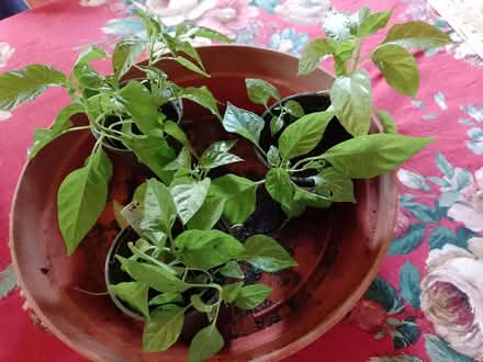 Photo of free chilli plants scotch bonnet (Amersham Hill HP13) #1