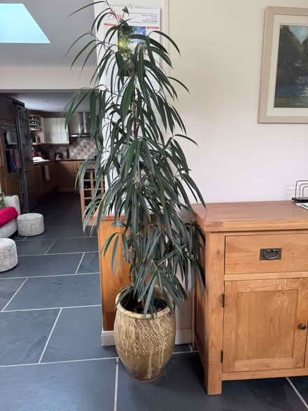 Photo of free Four Large Houseplants (Gerrans TR2) #3