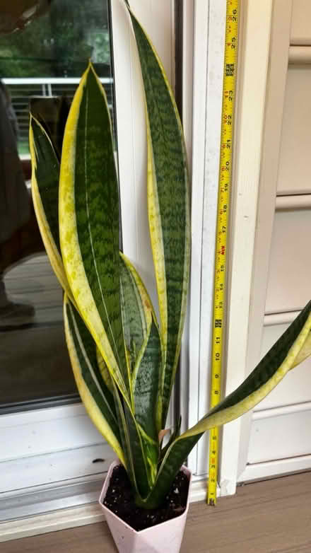 Photo of free Snake plant (Heritage Harbor area) #1