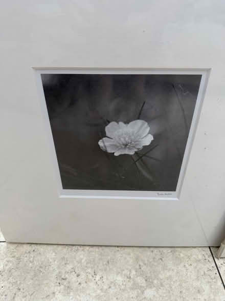 Photo of free Set of three ikea flower prints (Papplewick CP NG15) #2