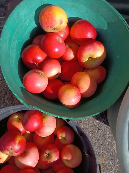Photo of free Windfall apples mixed quality (Westbury Fields BS9) #2