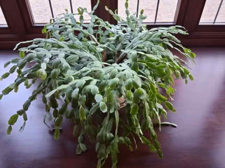 Photo of free X-Mas cactus (Great Amwell SG12) #1