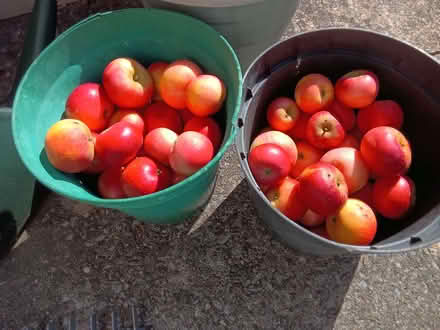 Photo of free Windfall apples mixed quality (Westbury Fields BS9) #1