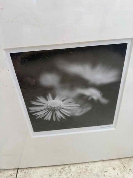 Photo of free Set of three ikea flower prints (Papplewick CP NG15) #3