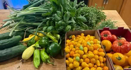 Photo of free Fresh organic vegetables (Fair Lawn, NJ) #1