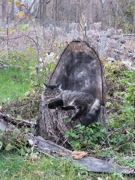 Photo of Cat comb/brush (Mecklenburg) #1