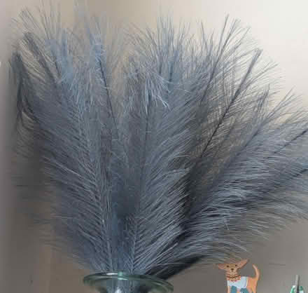 Photo of free Petrol blue Decorative Grass (Freehold LA1) #1
