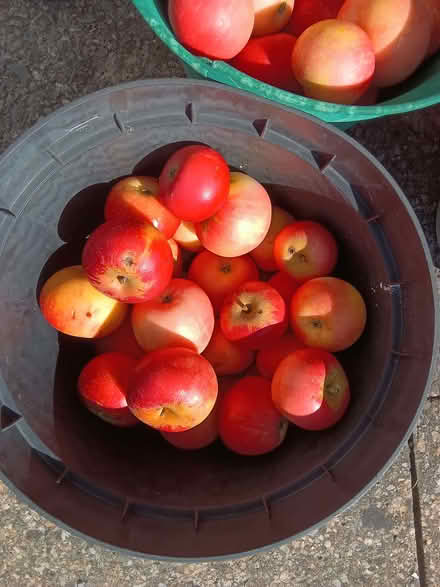 Photo of free Windfall apples mixed quality (Westbury Fields BS9) #3