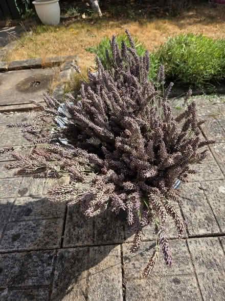 Photo of free Large Bucket of Lavender (Swallownest S26) #1