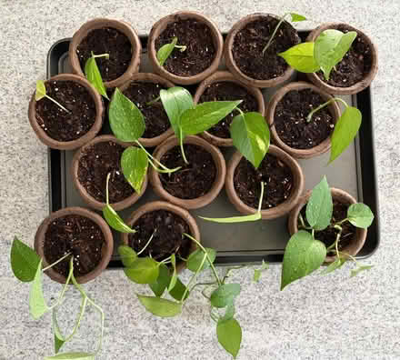 Photo of free Philodendron plants (Katy near Buc-ee’s) #1