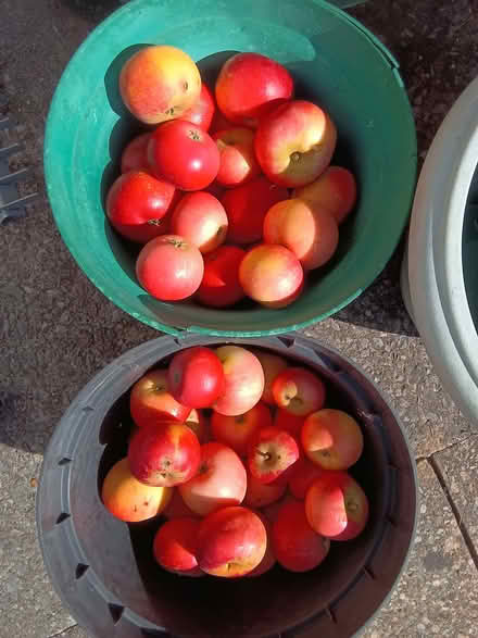 Photo of free Windfall apples mixed quality (Westbury Fields BS9) #4