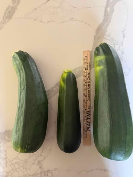 Photo of free X-large Organic Zucchini (Stoneham (Spot Pond area)) #1