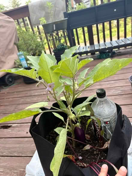 Photo of free Live, fruiting mini eggplant plant (Elkins Park Train Station) #1