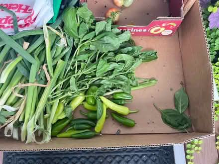 Photo of free garden veggies (Fair Lawn, NJ) #2